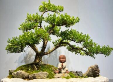 盆景公司取名字大全最新参考(精选180个)