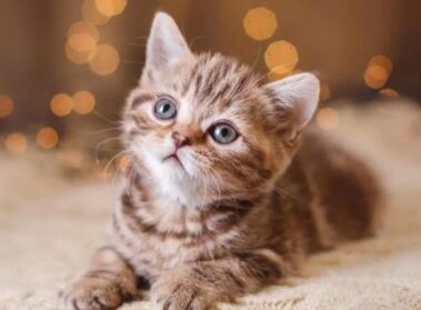 以猫为名的公司名称大全(精选255个)