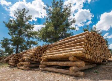 木材公司取名字大全,适合木业的名字大全